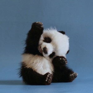 Panda should be harmless to white hat SEO's.